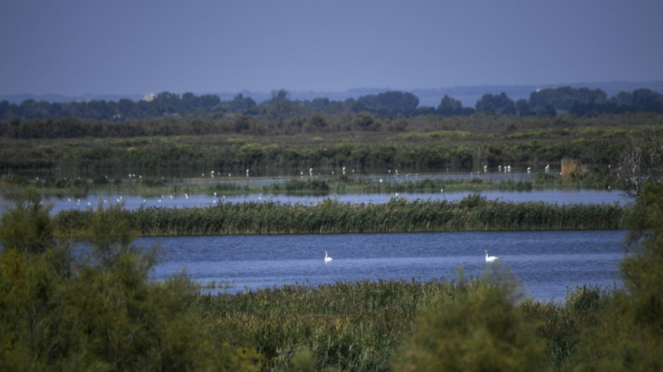 El plan de áreas protegidas no salvará la biodiversidad, advierten expertos a la COP15