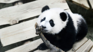 Male panda at Dutch zoo turns out to be female